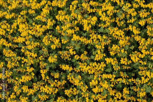 dune vegetation, Formentera, Pitiusas Islands, Balearic Community, Spain