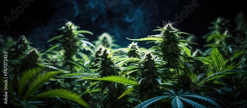 A group of marijuana plants on a black background is emitting smoke. The selective focus illuminates the cannabis plants, showcasing the smoke billowing out of them.