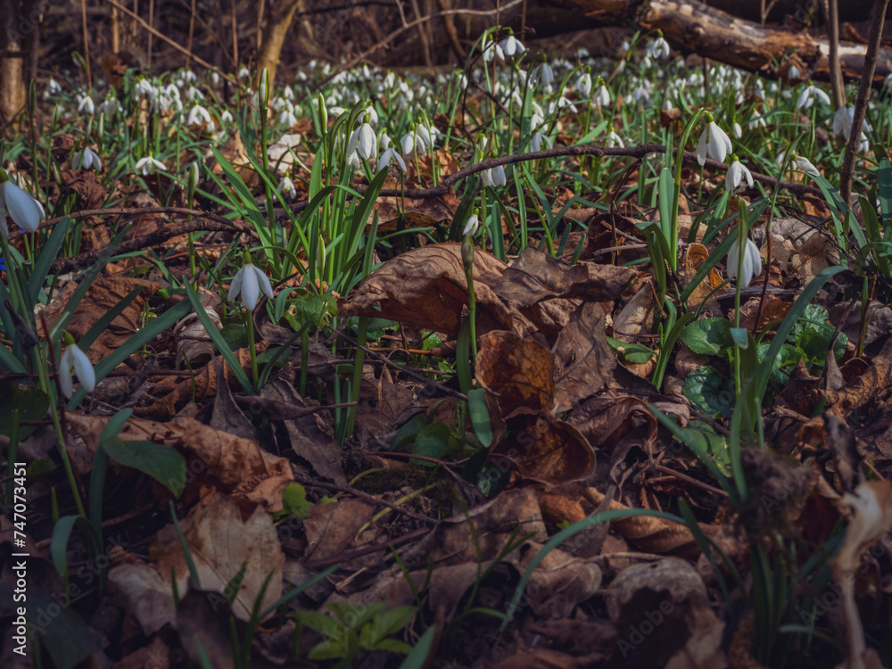 white snowdrop flowers in the forest white snowdrop flowers in the forest