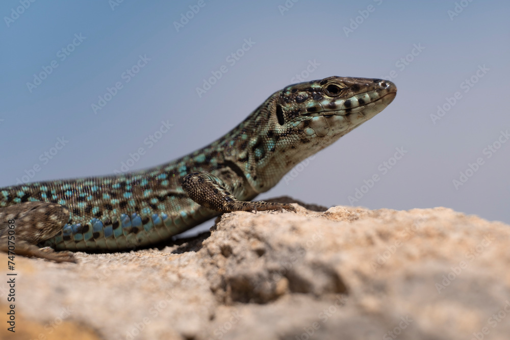 Sargantana on stone wall, Podarcis hispanicus, Formentera, Pitiusas Islands, Balearic Community, Spain Sargantana on stone wall, Podarcis hispanicus, Formentera, Pitiusas Islands, Balearic Community, Spain