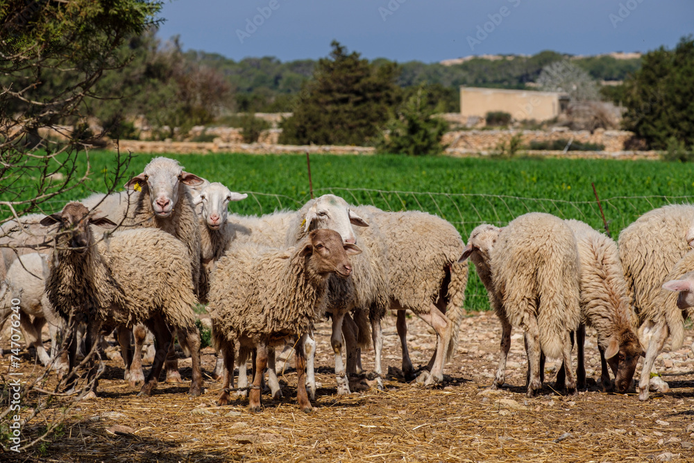 flock of sheep in a field, Formentera, Pitiusas Islands, Balearic Community, Spain flock of sheep in a field, Formentera, Pitiusas Islands, Balearic Community, Spain