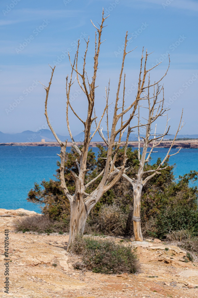 Cala Saona, Formentera, Pitiusas Islands, Balearic Community, Spain Cala Saona, Formentera, Pitiusas Islands, Balearic Community, Spain