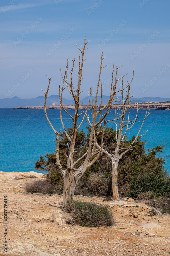 Cala Saona, Formentera, Pitiusas Islands, Balearic Community, Spain Cala Saona, Formentera, Pitiusas Islands, Balearic Community, Spain