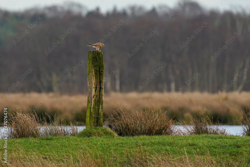 Beautiful bird of prey, falcon sits on a dry branch in search of prey. Bird watching, similar falcons, natural background, forest, water, lake