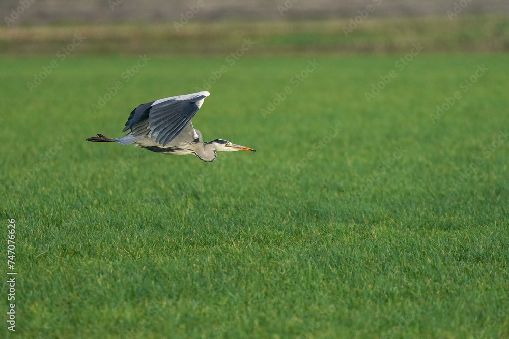 Beautiful gray heron bird in flight against a green grass background. Insect in its beak in a natural background, grass