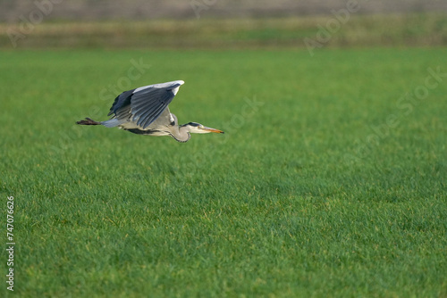 Obraz na płótnie Beautiful gray heron bird in flight against a green grass background. Insect in its beak in a natural background, grass w salonie