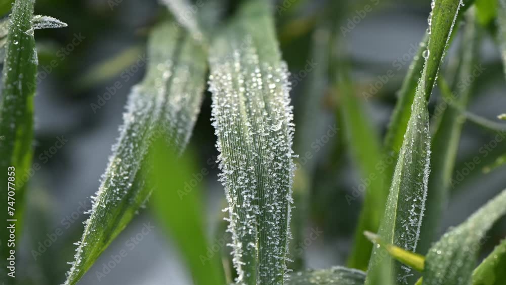 closeup of grass with frost melting in the sunlight, time-lapse, spring. closeup of grass with frost melting in the sunlight, time-lapse, spring.