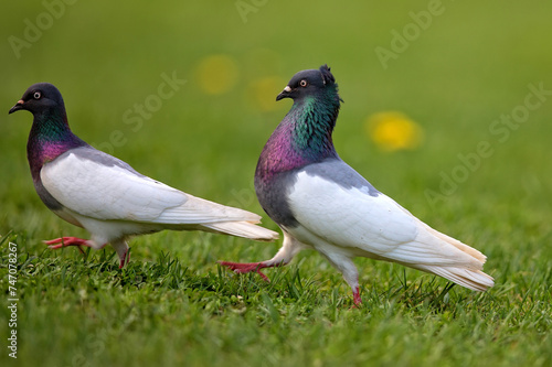 two pigeons on the grass © Janusz