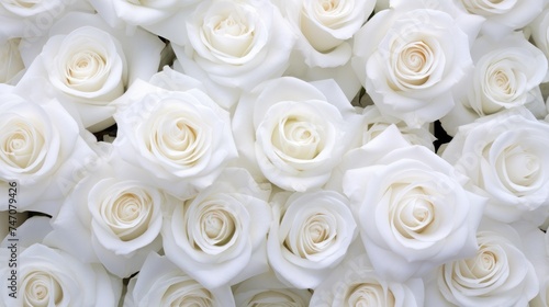 Background of white roses. A luxurious gift for Valentine s Day and Women s Day. The texture of rose petals.