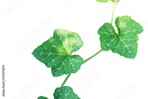 ivy plant isolated