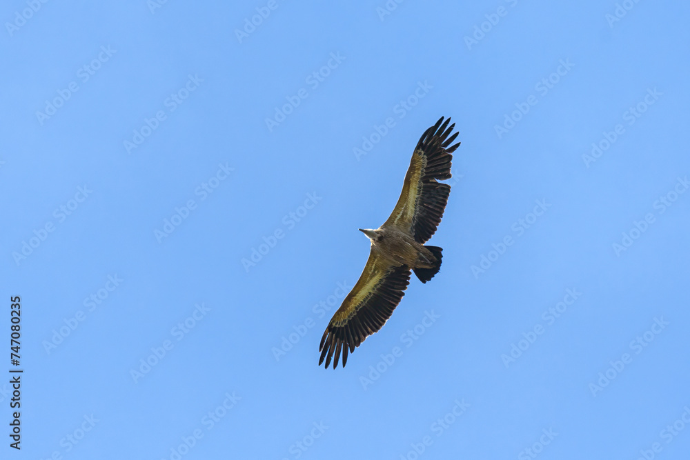 One griffon vulture flying in blue sky One griffon vulture flying in blue sky