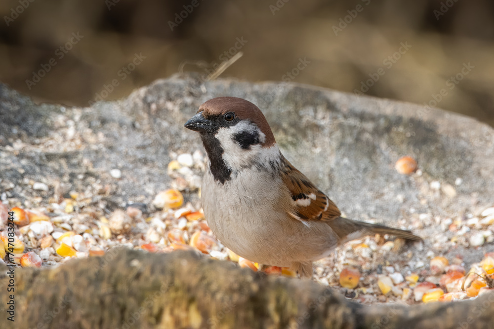 A close-up Eurasian tree sparrow stands on the wooden stump and looks toward the camera lens. A close-up Eurasian tree sparrow stands on the wooden stump and looks toward the camera lens.