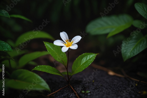 A lonely fresh small flower on the ground in a dark rainy jungle