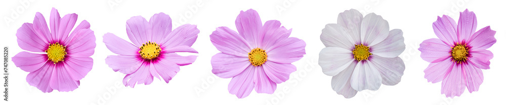 Set of Cosmos flower Isolated on transparent background. PNG File Set of Cosmos flower Isolated on transparent background. PNG File