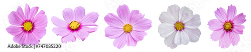 Set of Cosmos flower Isolated on transparent background. PNG File
