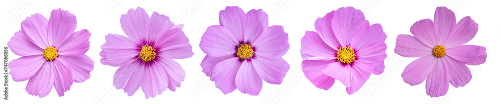 Set of Cosmos flower Isolated on transparent background. PNG File Set of Cosmos flower Isolated on transparent background. PNG File