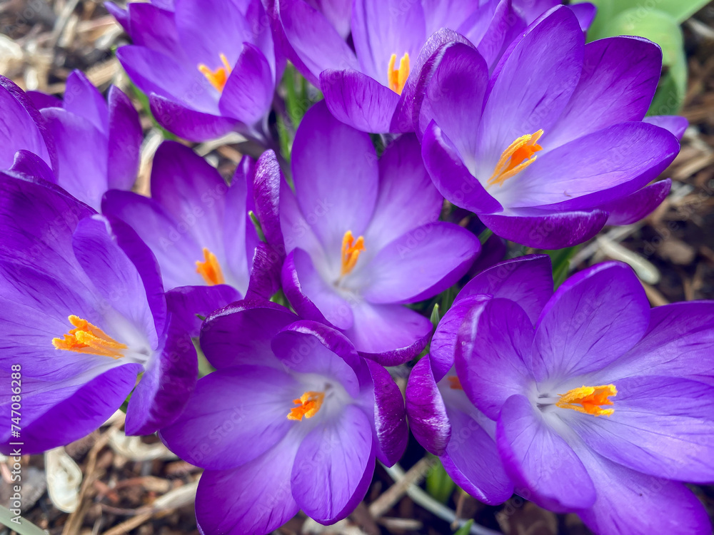 Crocus tommasinianus Ruby Giant close-up. Crocus tommasinianus Ruby Giant close-up.