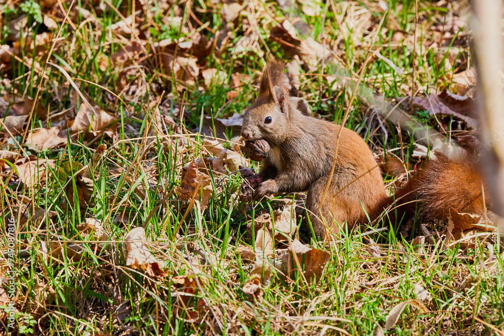a squirrel sitting in the grass looking for food. a squirrel sitting in the grass looking for food.