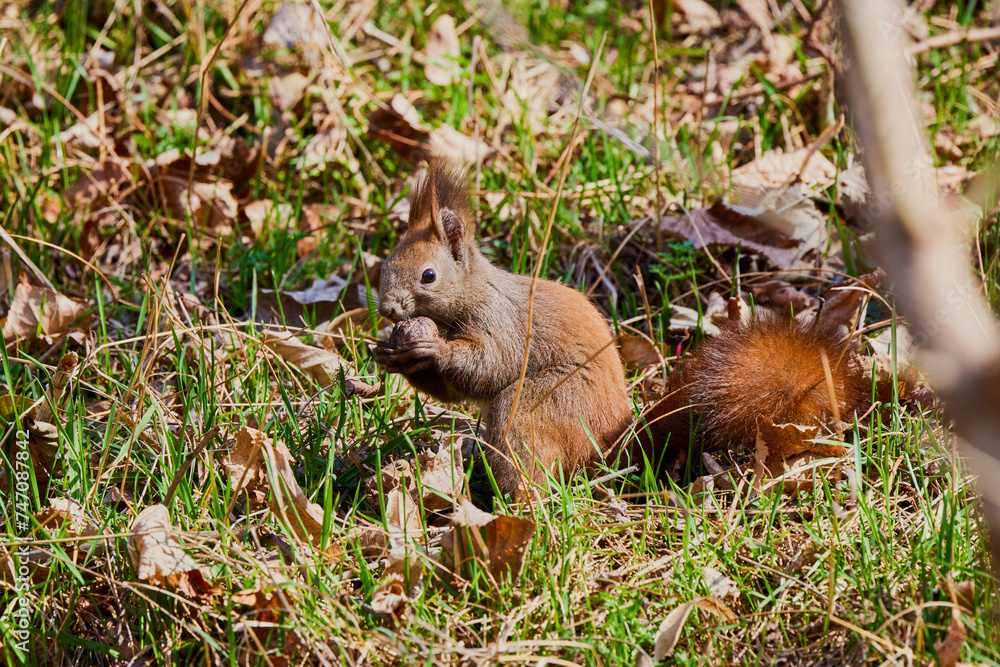 a squirrel sitting in the grass looking for food. a squirrel sitting in the grass looking for food.