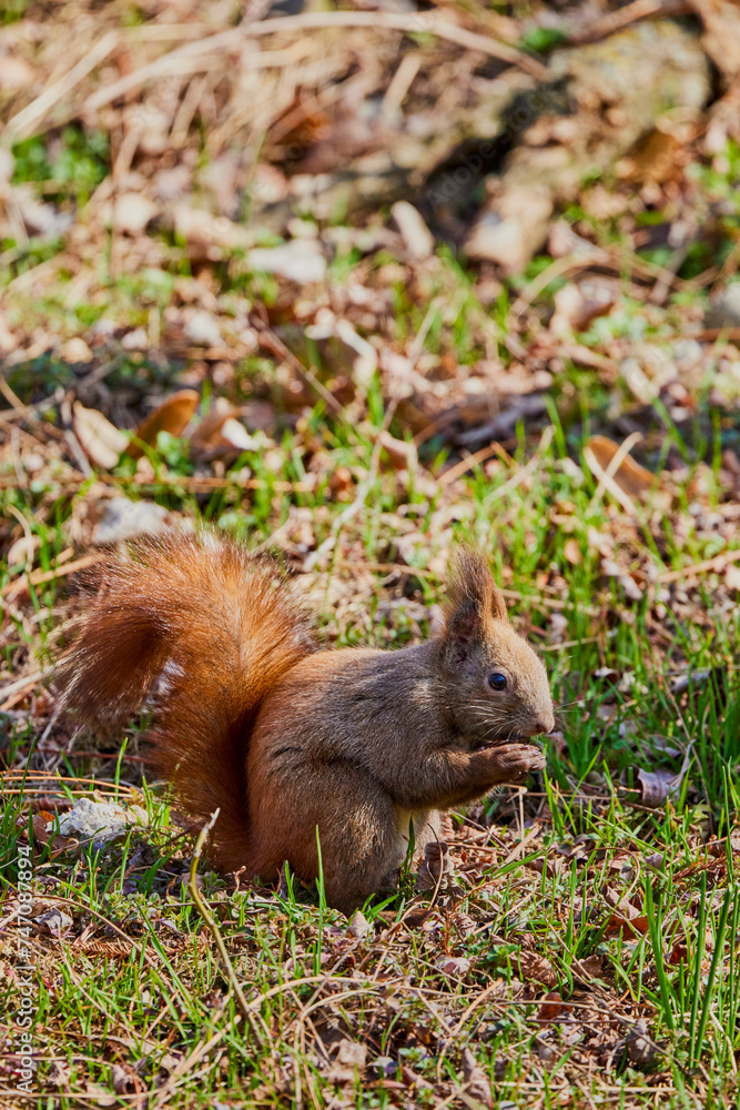 a squirrel sitting in the grass looking for food. a squirrel sitting in the grass looking for food.