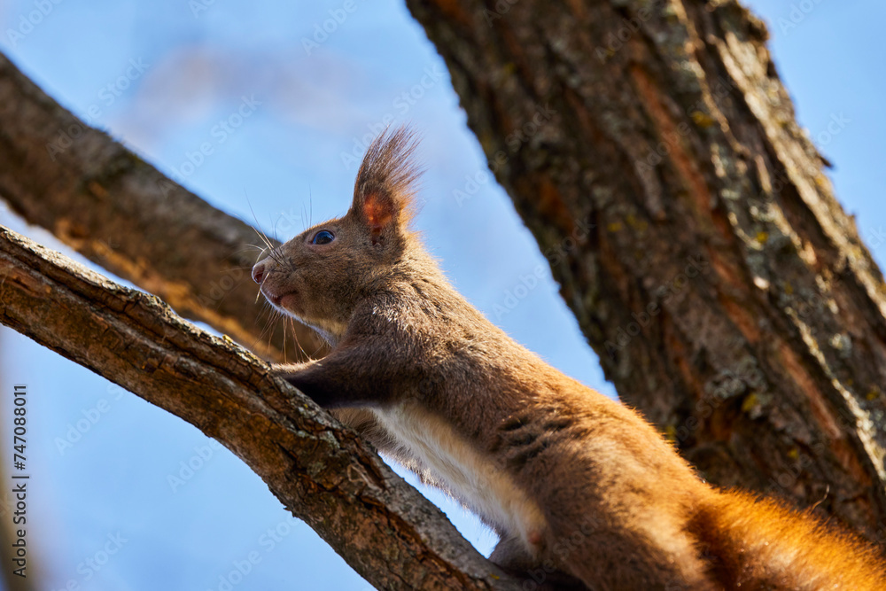a squirrel on the branches of a tree. a squirrel on the branches of a tree.