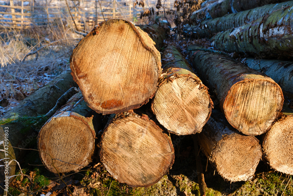Gefällte Baumstämme, Schnittfläche, Naturpark Arnsberger Wald, Sauerland, Nordrhein-Westfalen, Deutschland, Europa Gefällte Baumstämme, Schnittfläche, Naturpark Arnsberger Wald, Sauerland, Nordrhein-Westfalen, Deutschland, Europa