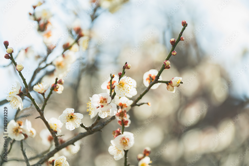 まだ蕾がある梅の花 まだ蕾がある梅の花