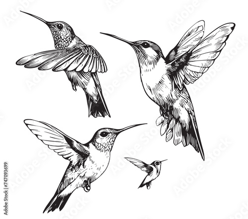 Set hummingbirds. Sketch
