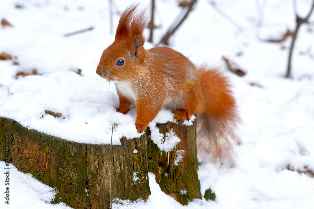 Redhead cute curious squirrel on a wooden snowy stump in winter Redhead cute curious squirrel on a wooden snowy stump in winter