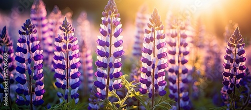 A vast expanse of purple lupine flowers fills the field as the morning sun shines brightly in the background. The flowers are spread out in clusters, creating a beautiful purple carpet under the