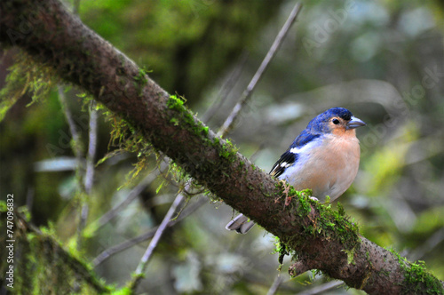 Wallpaper Mural Buchfink Torontodigital.ca