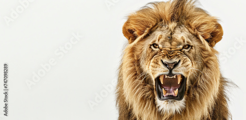 Roar of Success. Lion s Triumph. White Background. Copy Space. 