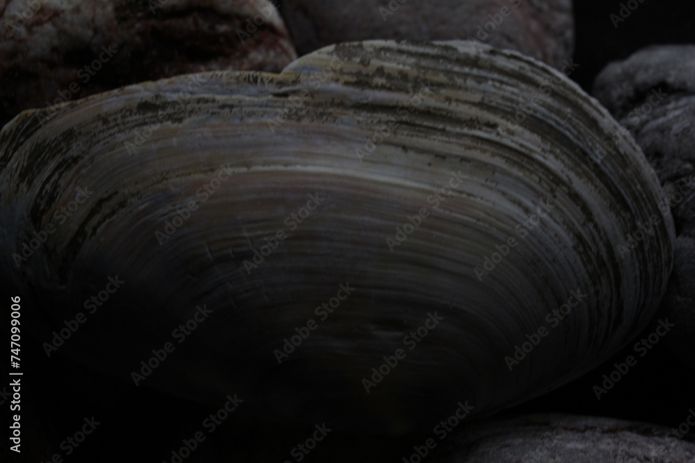 sea shell sea shell