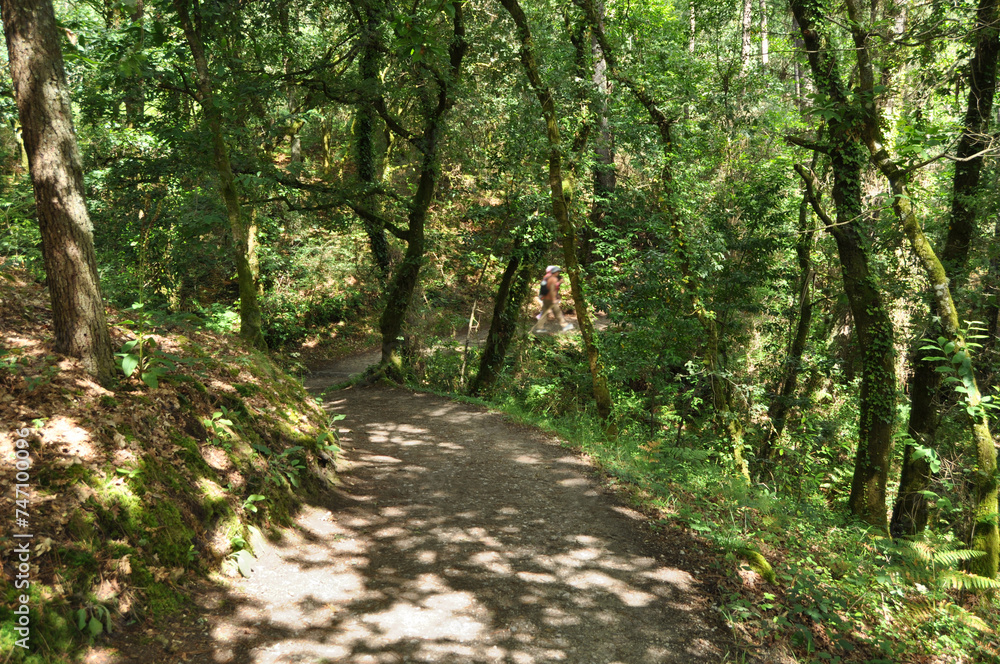 Fototapeta premium Trail through dense woods with people walking in motion blur