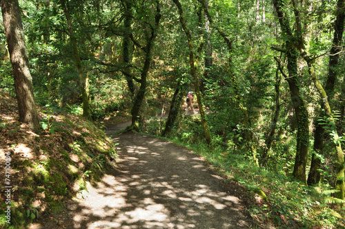 Trail through dense woods with people walking in motion blur