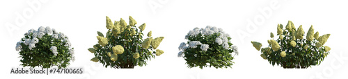 Set hydrangea arborescens annabelle and paniculata phantom bush shrub isolated png on a transparent background perfectly cutout hd
 photo