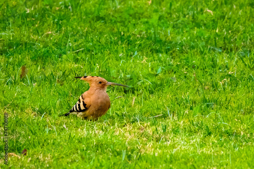 Eurasian hoopoe (Upupa epops) with its distinctive crest, cinnamon plumage, black and white wings and downcurved bill, Algarve, Portugal © Luis