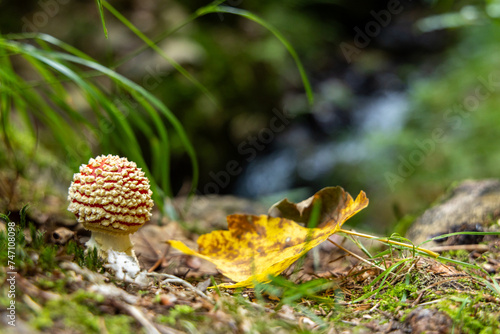 Nationalpark sächsische Schweiz Bilder aus dem Elbsandsteingebirge photo