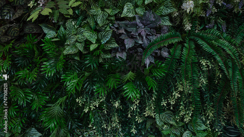 Group of dark green tropical leaves background  Nature Lush Foliage Leaf Texture  tropical leaf.