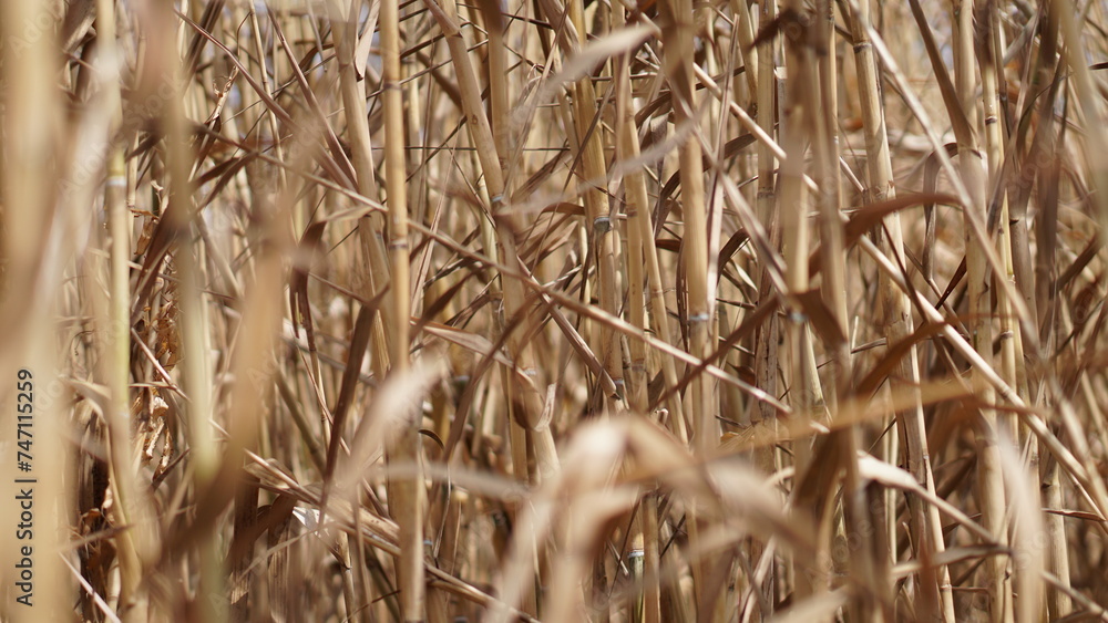 Close-up of Arundo donax L trees in autumn, El Nino, turning yellow Close-up of Arundo donax L trees in autumn, El Nino, turning yellow
