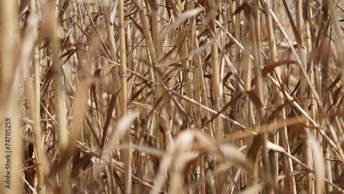 Close-up of Arundo donax L trees in autumn, El Nino, turning yellow