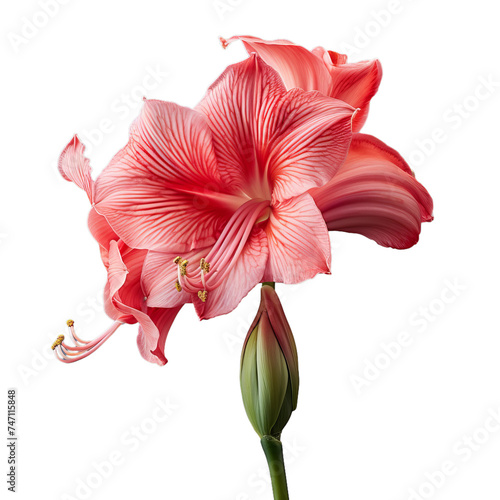 amaryllis flower isolated on transparent background, png