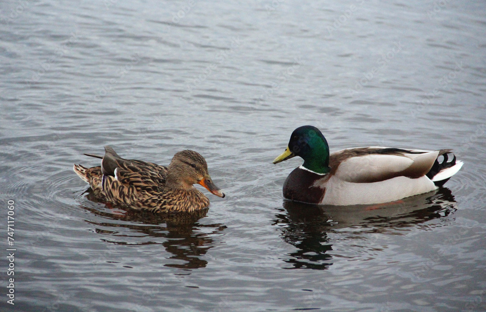 Couple of ducksare resting on water surface. Couple of ducksare resting on water surface.