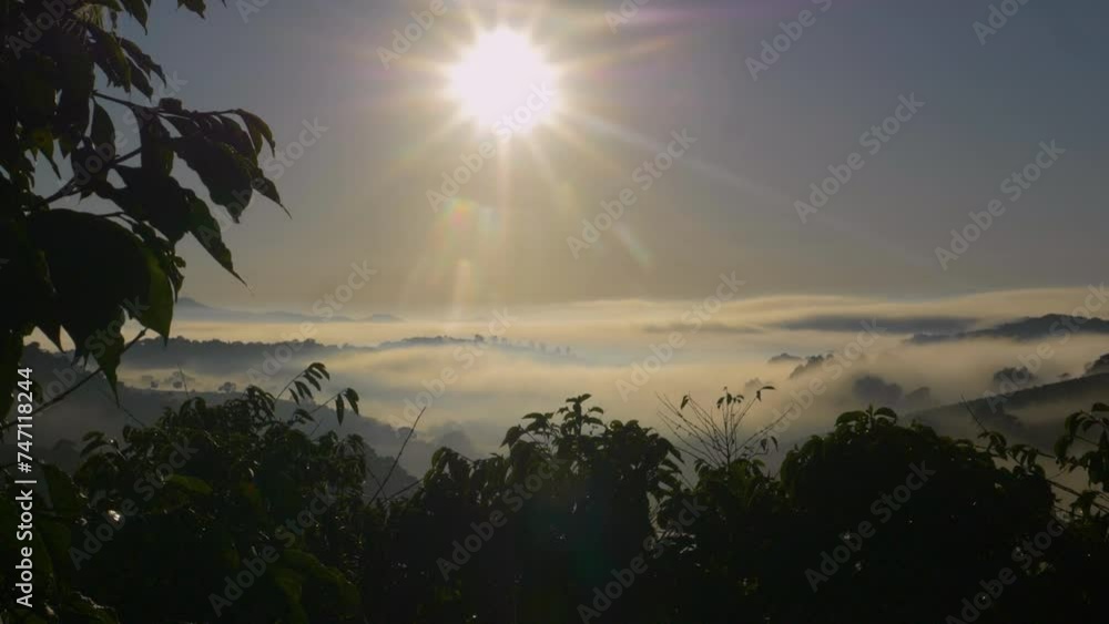 Coffee plantation with sunrise Coffee plantation with sunrise