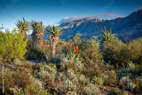 Farm in the Karoo with old rural houses, valleys pastures aloes and fields of sheep and the swartberg mountains in south africa.