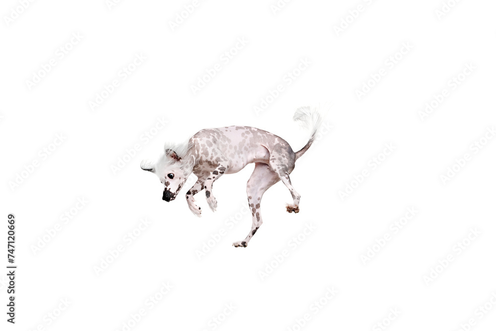 Fototapeta premium Adorable, playful purebred Chinese crested dog in motion in mid-hair, jumping, playing isolated on white studio background. Concept of animal, domestic pet, vet, health, companion