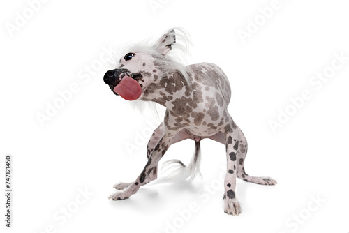 Playful  happy  adorable purebred Chinese crested dog playing  catching ball in motion isolated on white studio background. Concept of animal  domestic pet  vet  health  companion