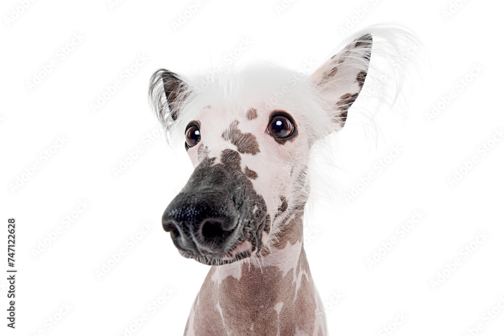Portrait of beautiful purebred Chinese crested dog with spotted color isolated on white studio background. Concept of animal, domestic pet, vet, health, companion
