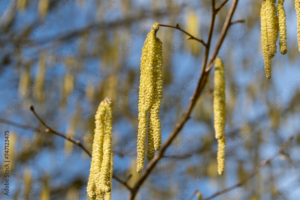 Hazel. Young male catkins of Corylus avellana.