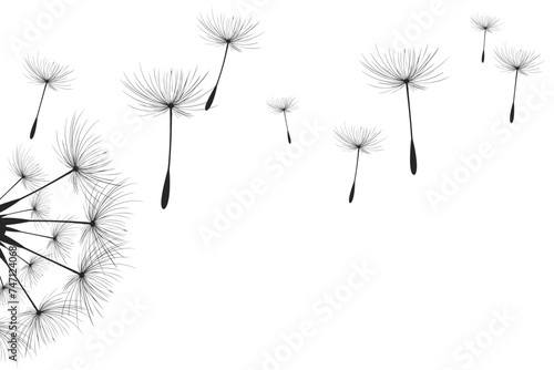 Fototapeta Naklejka Na Ścianę i Meble -  Vector illustration dandelion time. Black Dandelion seeds blowing in the wind. The wind inflates a dandelion isolated on a white background.